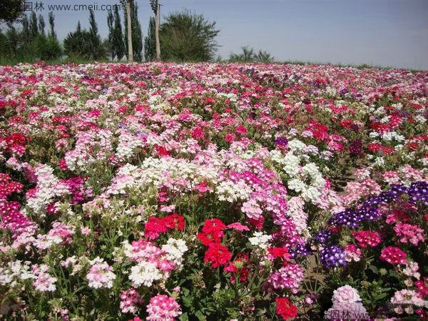 美國(guó)石竹種子發(fā)芽出苗開花圖片 美國(guó)石竹種子發(fā)芽出苗開花圖片