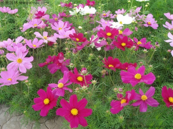 格?；ǚN子發(fā)芽出苗開花圖片