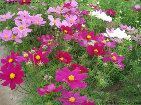格?；ǚN子發(fā)芽出苗開花圖片