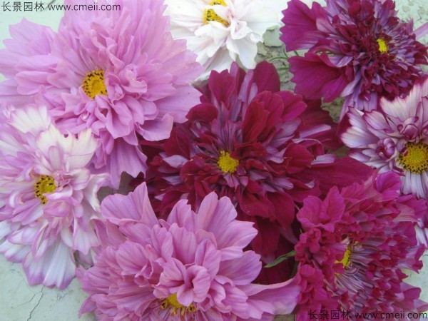 格?；ǚN子發(fā)芽出苗開花圖片