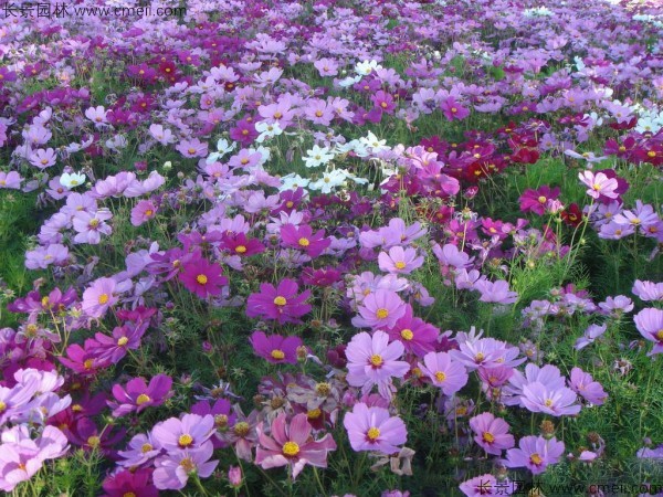 格?；ǚN子發(fā)芽出苗開花圖片