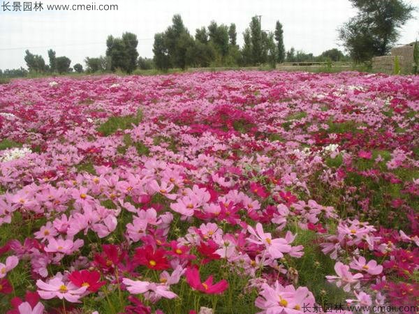 格?；ǚN子發(fā)芽出苗開花圖片
