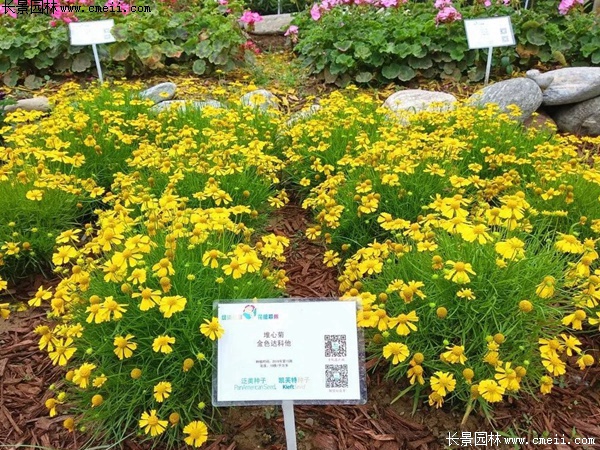 堆心菊 堆心菊