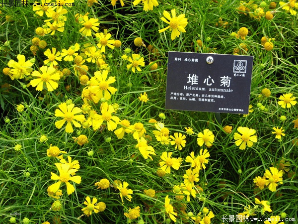 堆心菊 堆心菊