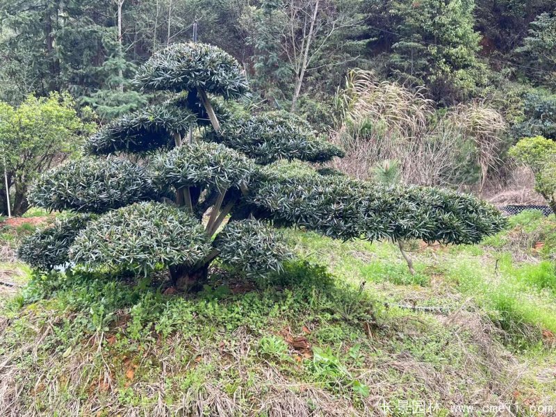 造型羅漢松 造型羅漢松