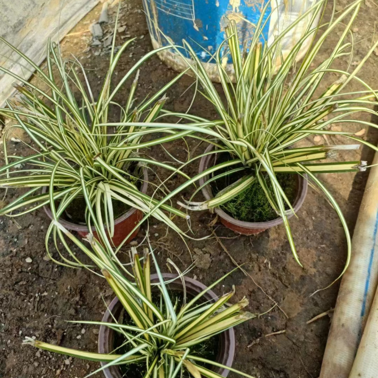 金葉苔草 來自長(zhǎng)景園林 金葉苔草 來自長(zhǎng)景園林