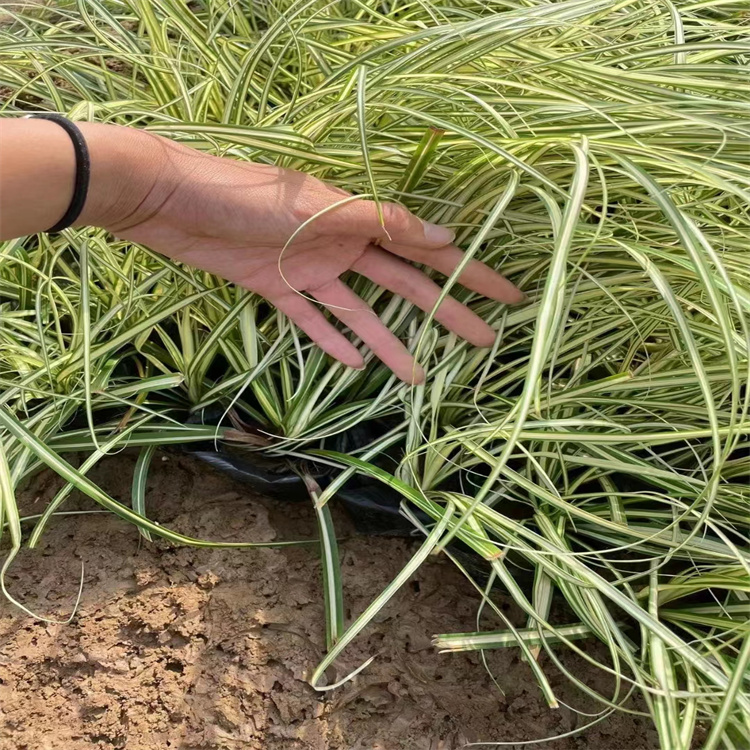 金葉苔草 來自長(zhǎng)景園林 金葉苔草 來自長(zhǎng)景園林