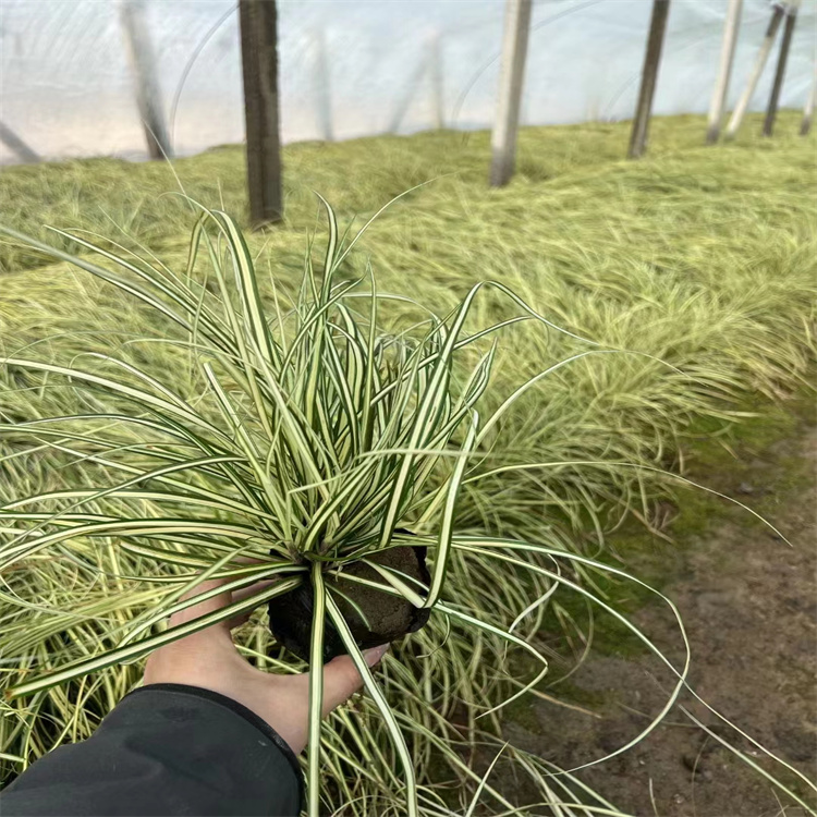 金葉苔草 來自長(zhǎng)景園林 金葉苔草 來自長(zhǎng)景園林